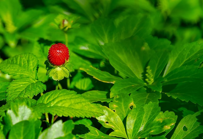 Strawberry Spinach Salad